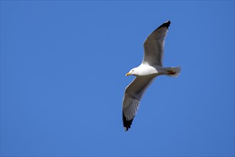 Yellow-legged gull (Larus michahellis) in flight in front of blue sky