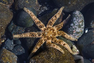 Multi-armed starfish (Coscinasterias tenuispina) in tidal pools