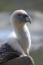 Griffon vulture (Gyps fulvus)