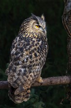 Eurasian eagle-owl (Bubo bubo)