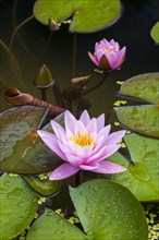 Pink water lilyn (Nymphaea Pink)