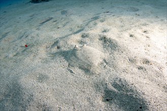 Flounder (bothus lunatus) hiding in sandy bottom