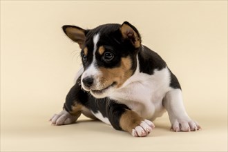 Basenji or Congo Terrier (Canis lupus familiaris)
