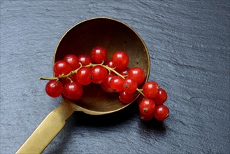 Red currants in brass ladle