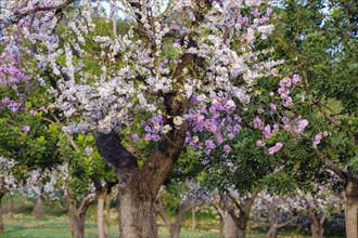 Almond blossom