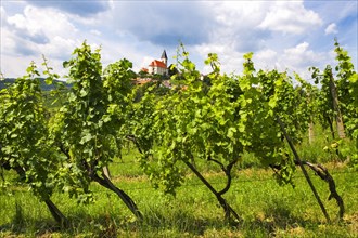 Vineyard