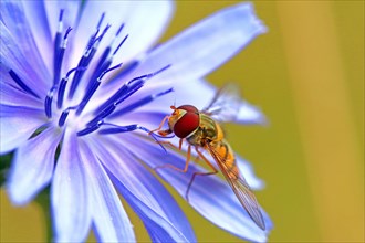 Hoverfly (Syrphidae) on flower of Common chicory (Cichorium intybus)