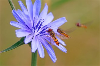 Hoverflys (Syrphidae) on flower of Common chicory (Cichorium intybus)