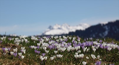 Crocus flower (Crocus) in the Allgaeu Alps