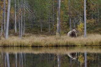 Brown bear (Ursus arctos) in autumn forest