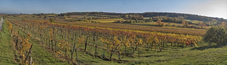 Grossau vineyards in autumn