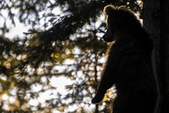 European brown bear (Ursus arctos arctos) standing in the forest