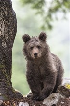 European brown bear (Ursus arctos arctos) in forest