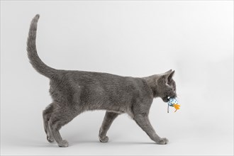 Breedcat Russian Blue (Felis silvestris catus)