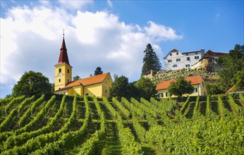Vineyard with Kapfenstein Castle
