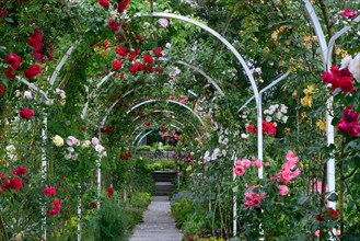 Rose arch with blooming roses