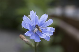 Hoverfly (Syrphidae) on the flower of Common chicory (Cichorium intybus)