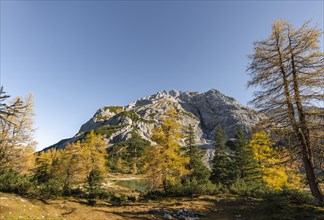 Yellow larches in autumn colouring at Seebensee