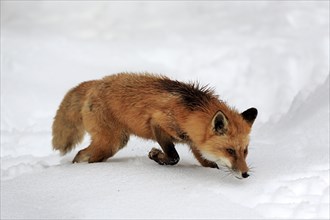 American red fox