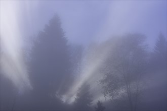 Tree in fog with backlight