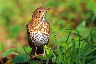 Song thrush (Turdus philomelos)