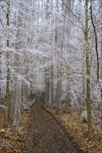 Forest path and hoarfrost