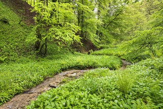 Ramsons (Allium ursinum) in the forest