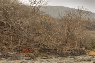 Wide angled shot of two wild tigers (Panthera tigris tigris) drinking water from a rocky puddle near a Hindu temple in the dry decidous forests