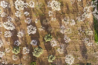 Almond blossom