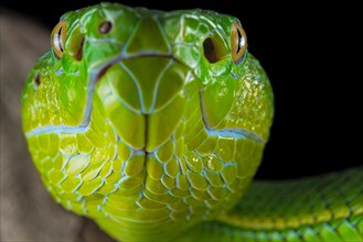 Pope's Pitviper (Trimeresurus popeiorum) female