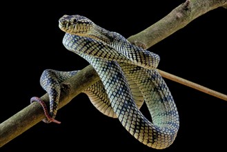 Sumatran Pitviper (Trimeresurus sumatranus) Captive