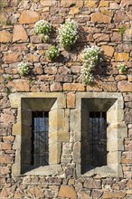 Plants growing on the wall of the ruins of Heilig Kreuz monastery