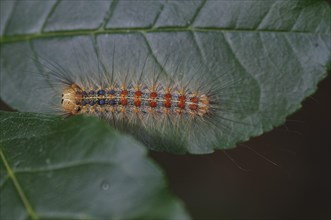 Caterpillar of Gypsy moth (Lymantria dispar)