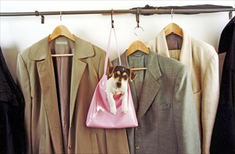 Jack Russell Terrier in the handbag at the coat rack