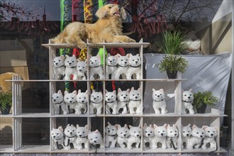 Shop window with toy dogs