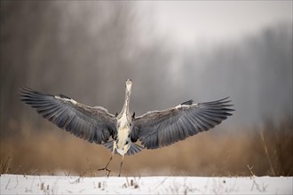 Grey heron (Ardea cinera) approaching