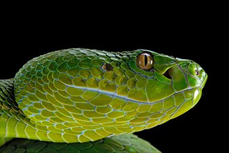 Pope's Pitviper (Trimeresurus popeiorum) female