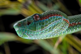 Pope's Pitviper (Trimeresurus popeiorum) male