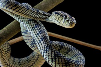 Sumatran Pitviper (Trimeresurus sumatranus) Captive