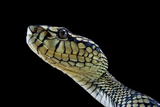 Sumatran Pitviper (Trimeresurus sumatranus) Captive