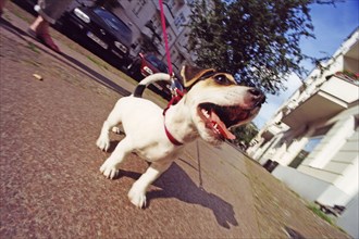 Jack Russell Terrier walking