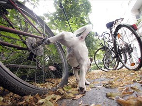 Jack Russell Terrier marks his territory