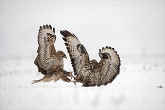 Two Steppe buzzards (Buteo buteo) fighting in the snow