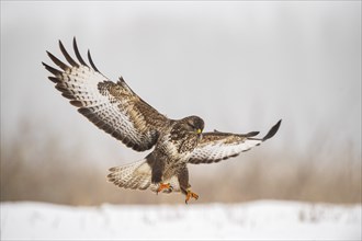 Steppe buzzard (Buteo buteo) on approach