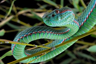 Pope's Pitviper (Trimeresurus popeiorum) male