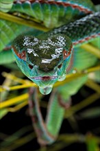 Pope's Pitviper (Trimeresurus popeiorum) male