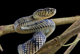 Sumatran Pitviper (Trimeresurus sumatranus) Captive