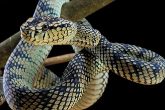 Sumatran Pitviper (Trimeresurus sumatranus) Captive