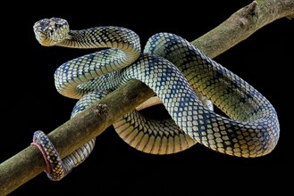 Sumatran Pitviper (Trimeresurus sumatranus) Captive