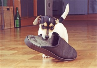 Jack Russell Terrier retrieves slipper